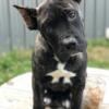 Health tested duel registered female Presa canario pup