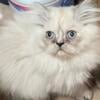 Lilac point Himalayan kittens