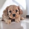 Adorable Cavapoo Pups 