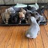 AKC FRENCH BULLDOGS PUPPIES