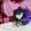 Black tan female pomeranian