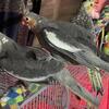 (5) cockatiels normal grey