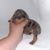 Miniature pinscher  min pin puppies