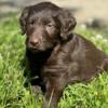 Chocolate labradoodle