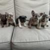 Frenchie puppies ready for new home soon