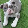 AKC registered English Bulldogs in Louisville, KY