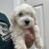 Maltipoo Puppy $850. Tan and White. Female