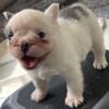 2x kash the fluffy    2x kyptonite   pups available