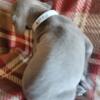 Blue Great Dane Puppies - Ready for New Homes October 4, 2024