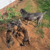 Cane Corso/ Boxer Mix puppies