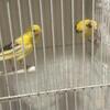 Canaries raza española