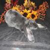 Velveteen lop bunny