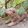 AKC WITH FULL BREEDING RIGHTS male chocolate & cream dapple long haired miniature dachshund