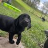 AKC Labrador puppies