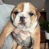 FEMALE ENGLISH BULLDOG PUPPY