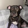 Handsome Puppy looking for a home!