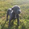 Blue  Boerboel Male Puppy