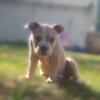 Micro American Bully