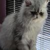 Persian Kitten For Sale, Shaded Blue Silver