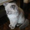 Blue Point male needs to be vaccinated & neutered.