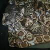 Bengal kittens 
