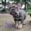 Frenchies, French bulldog, lilac, black, chocolate and fawns