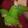 Pets and Breeders Indian ringnecks