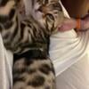 Female Exotic Bengal Kitten(Olive Oil) 600