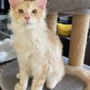 Beautiful Maine Coon Kittens are available! They are lovable, playful, and healthy.