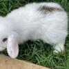 Holland lops bunnies / Rabbits 