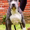 XXL pitbull puppy ! (Male)