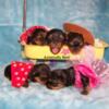 Yorkshire terrier, black and mahogany small purebred adult male stud or for sale