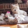 Beautiful Westie  puppies, Imported European Champion bloodlines.