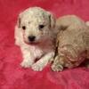 Maltipoo Puppies