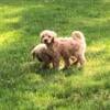 Mini Goldendoodle Puppy