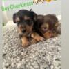 8 week Chorkies hypoallergenic puppies 