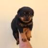 Top Quality AKC German Rottweiler Puppies