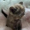 Chocolate female tortie adorable