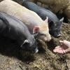 Pigs