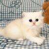 British Longhair Chinchilla kitten - Moonie
