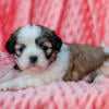 Lhasa Apso Tinkerbelle Female