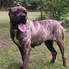 Akc/Ukc/ and Iccf cane corso