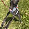 Italian Greyhound