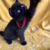CFA registered Exotic Shorthair Kittens (Lazy Man's Persian)