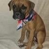 Female fawn Boxer puppy Lily