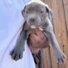 Blue Pocket Bully Male Puppy