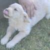 11 week old akc register golden retriever