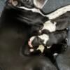 Boston Terrier puppies born 10/27/24 