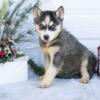 AKC Siberian Husky Puppies Available Now