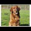 Red golden retrievers